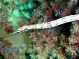 Pipefish, Red Sea Trip March 2008, T. Murphy .jpg